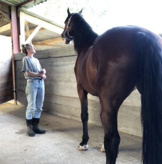 Myself and my horse Jako during a Masterson session.